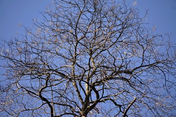 Silhouette branches of the tree against the clear blue sky on a sunny day, Autumn in GA USA.