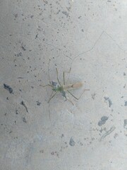 Long horn Beetle on the floor
