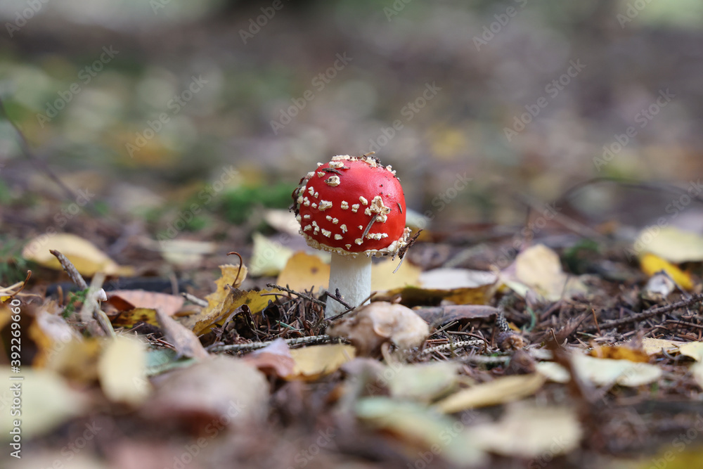 Wall mural selective focus shot of a little amanita muscaria mushroom growing in a forest