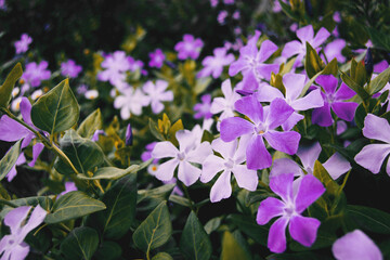 Close-up of a lot of purple and white flowers of vinca major