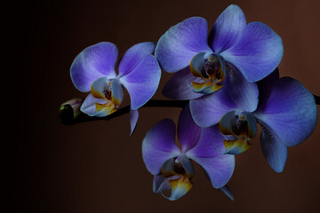 Fototapeta na wymiar blooming branch of a blue Orchid close-up on a dark background