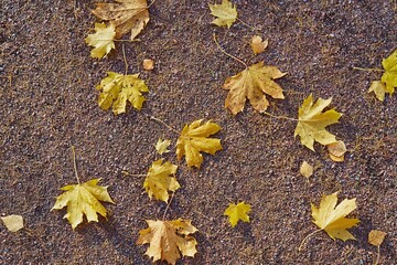 rare fallen yellow maple foliage on the ground for natural seasonal background or wallpaper
