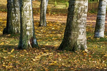 lower parts of large tree trunks close-up in the autumn forest or in the park
