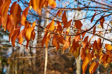 autumn foliage on a tree branch