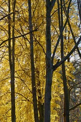 autumn trees with thick yellow foliage