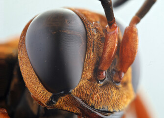 close up of a yellow jacket