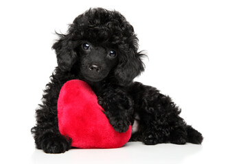 Toy poodle with a red heart