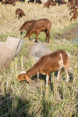  sheep in the paddy field