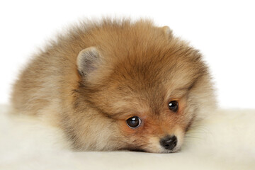 Obraz premium Pomeranian Spitz puppy