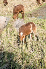 sheep in the paddy field 