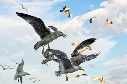 A flock of seagulls on the pier in Istanbul