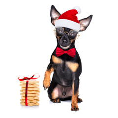 merry christmas dog  santa claus hat