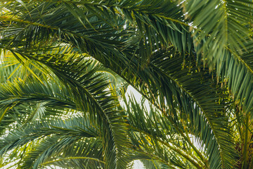 Obraz premium Tropical palm leaves with sunbeams, floral drawing background, real photo