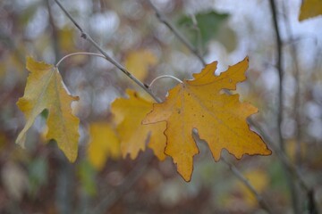 Autumn walks in the fields, the beauty of autumn nature.