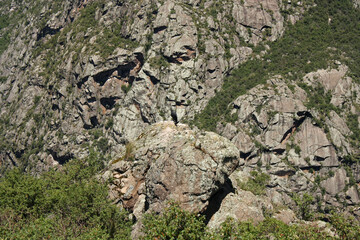 Birdwatching. View of an Andean condor in the rocky mountaintop in Quebrada del Condorito national park in Cordoba, Argentina. 