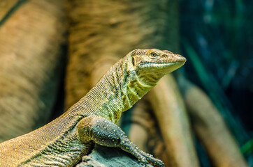 A Lizard Standing Still and Posing in a Rainforest. Reptile Profile Picture.