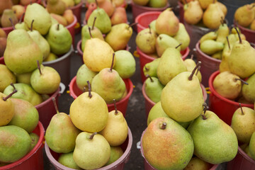 Freshly harvested pear. Ripe yellow pears in bucket