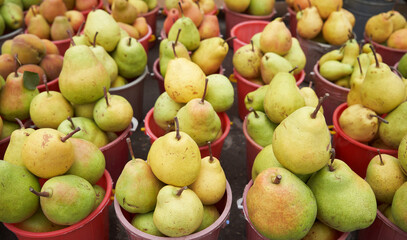Freshly harvested pear. Ripe yellow pears in bucket