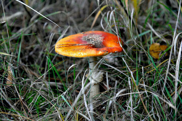 the mushroom mushroom called toadstool growing in a pine forest near Fasty in the subland in Poland