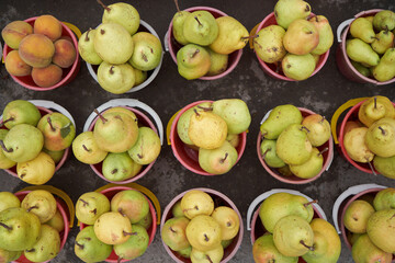 Freshly harvested pear. Ripe yellow pears in bucket
