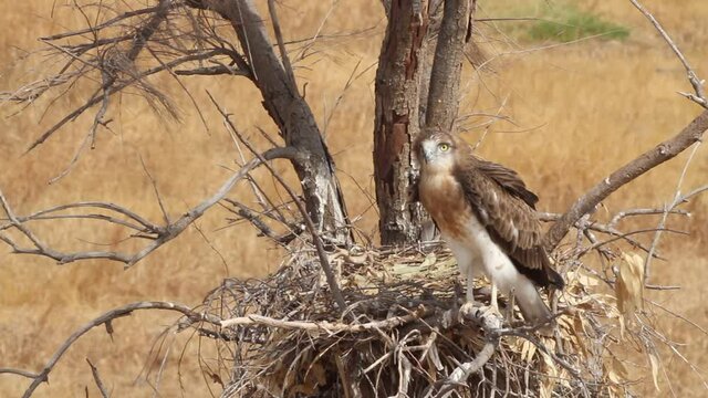 Short-toed snake eagle (Circaetus gallicus) in the nest