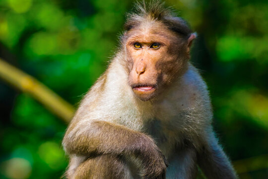 Long-tailed macaque monkey near the Edakkal Caves, where tourist contact has made them tame, Edakkal, Wayanad, Kerala, India