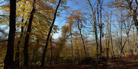 Fototapeta na wymiar Autumn walks through fields and forests, beautiful panorama.