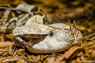 Dangerous and Poisonous Horned Snake Camouflage in the Environment. Close up Portrait of the Reptile