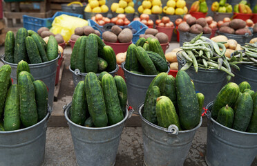 Freshly harvested cucumber. Ripe green cucumber