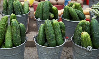 Freshly harvested cucumber. Ripe green cucumber