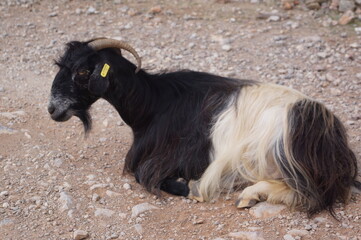 A black and white mountain goat in Kissamos, Crete (Greece)