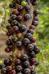 Jaboticaba season.Jabuticaba in the tree ready to be harvested. Jaboticaba is the native Brazilian grape tree. Species Plinia cauliflora. Typical exotic summer fruit.