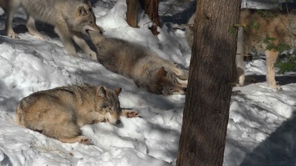 pack of wolves