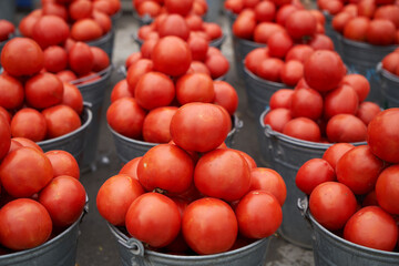 Freshly harvested tomatoes background. Ripe red tomatoes