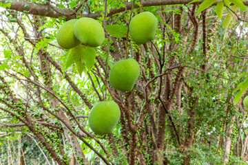 Green mangoes in front of a jaboticaba tree in an orchard. Jabuticaba is the native Brazilian grape tree. Species Plinia cauliflora.