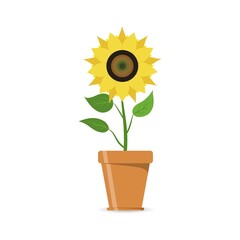 Obraz premium Sunflower in flowerpot icon. Yellow flower in a pot. Floral design elements. Summer garden or field plant with yellow petals and sunflower seeds.