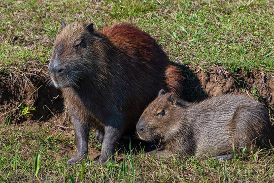 Capybara (Hydorchaeris hydrochaeris), Pantanal, Mato Grosso do Sul, Brazil