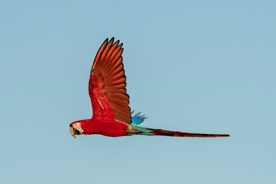 Red-and-green macaw (Ara chloropterus), Mato Grosso do Sul, Brazil