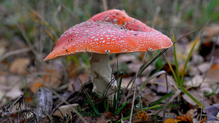the mushroom mushroom called toadstool growing in a pine forest near Fasty in the subland in Poland