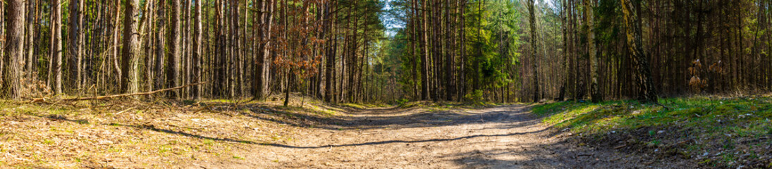 road through a pine forest on a sunny day