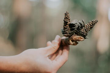 Pine cone in the hand