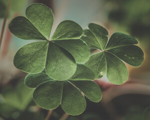 Closeup shot of a four-leaf clover leaves detailed texture