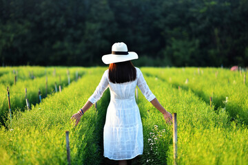 Back view of a pretty young woman in white dress holding white hat walking at the Green Cutter Flowers field. Beautiful girl enjoying a field of flowers,  peacefulness concept.02