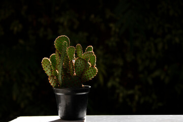 cactus in a pot in dark background 