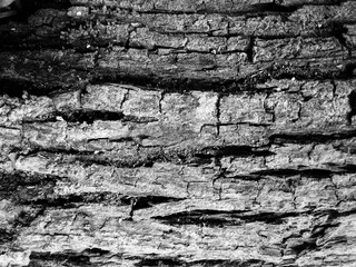 Close up texture on a very old tree trunk 