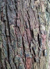 Texture of a old bark of a tree