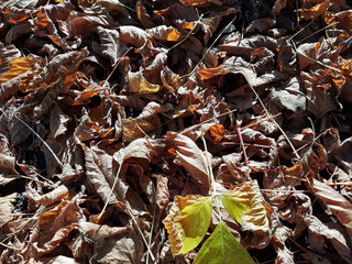 un assolato tappeto di foglie autunnali a terra