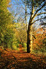 autumn in the woods