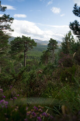 Scottish forest near Loch Morlich.