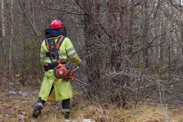 A forest worker takes care of the forest with a gas cutter. Reforestation and afforestation concept.